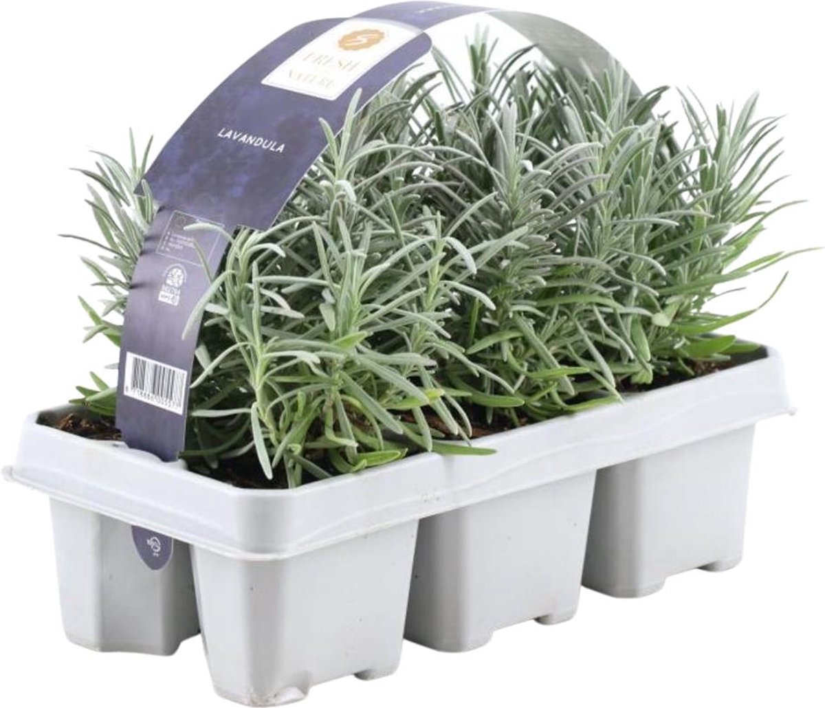 Trendyplants - Lavendel angustifolia - 6 stuks - Lavendel - Winterhard - Hoogte 10-20 cm - Potmaat Ø7cm