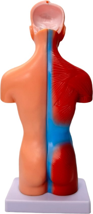 Menselijk Torso Model 28 cm - Anatomie Afneembare Interne Organen Skelet Model - 15-delig