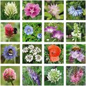 Collage van zestien foto's van diverse bloemen en planten, waaronder klaprozen, korenbloemen en hommels.