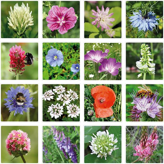 Collage van zestien foto's van diverse bloemen en planten, waaronder klaprozen, korenbloemen en hommels.