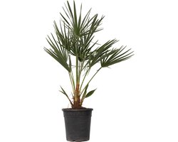 Plant in a Box - Chamaerops Humilis - Europese Dwergpalm - Winterhard - Pot 21cm - Hoogte 70-80cm