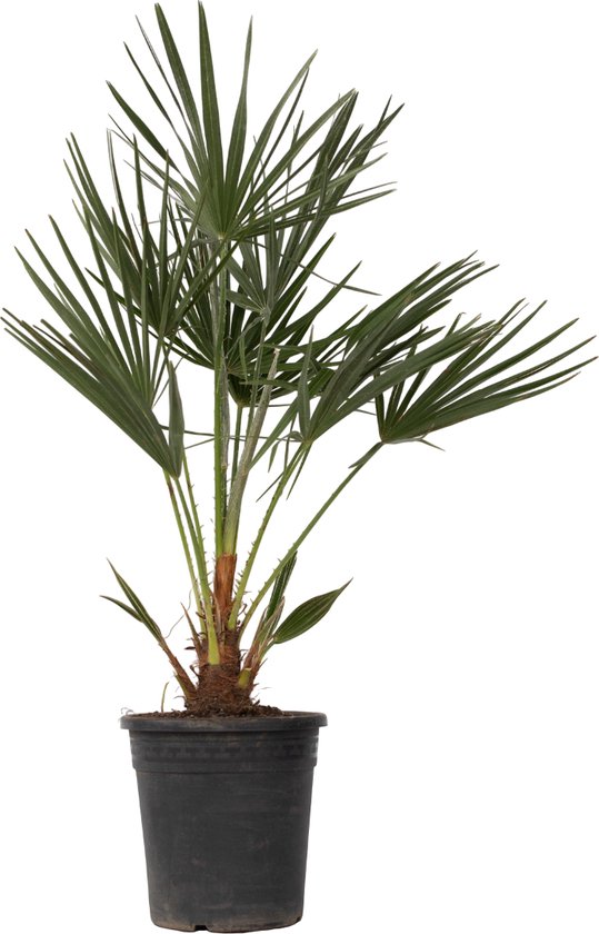 Europese Dwergpalm in een zwarte pot, geïsoleerd op een witte achtergrond.