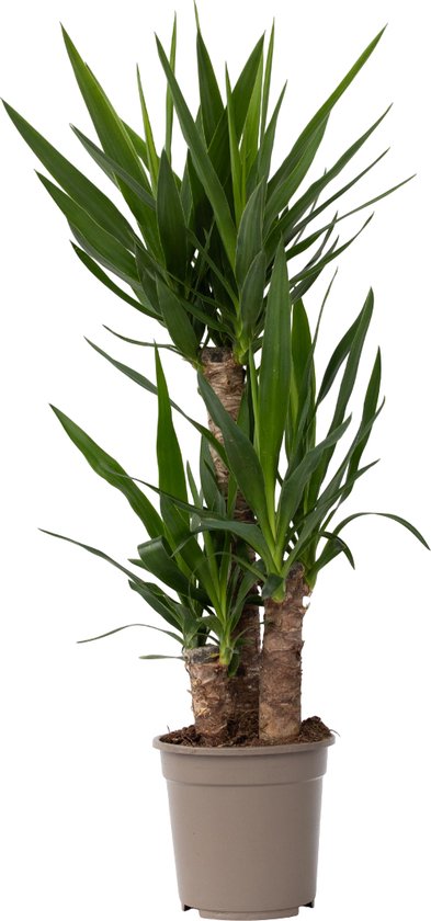 Yucca elephantipes