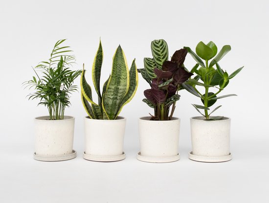 PLANT IN A BOX Mélange de plantes d'intérieur extrêmement résistant - Set de 4 - pot ⌀12 cm - Hauteur ↕ 30-40 cm