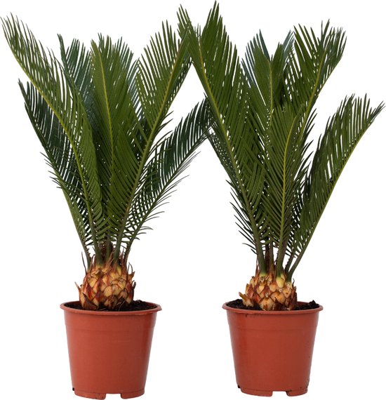 Cycas Revoluta: tips & tricks 11 Cycaspalmen- Set van 2 - Hoogte 45-60cm