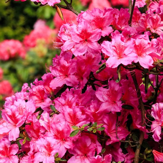 PLANT IN A BOX - Rhododendron Mix - Set de 3 Rhododendron - Pot ⌀9 cm - Hauteur ↕ 20-30 cm