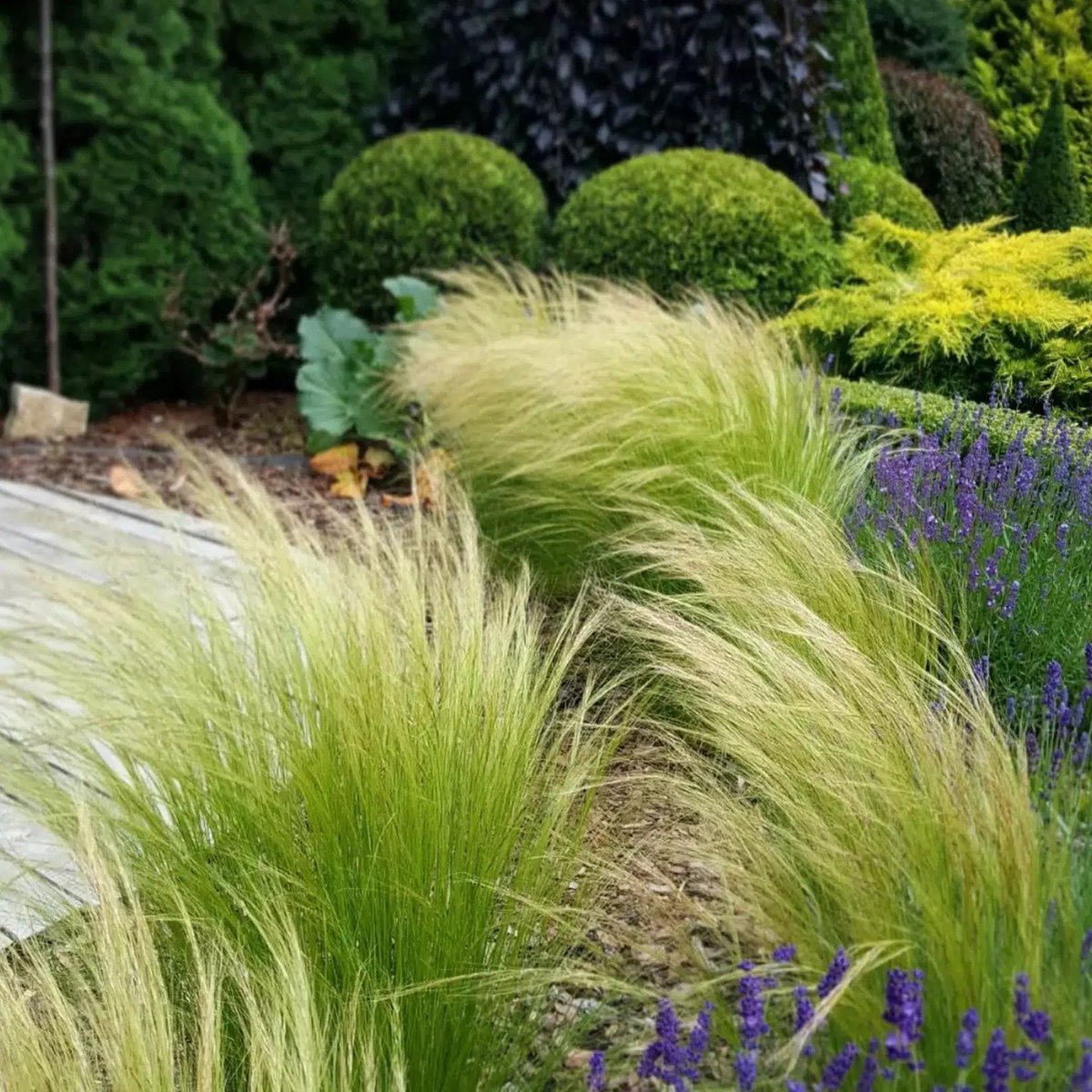 12x Stipa tenuifolia 'Ponytails' (Vedergras) – Winterhard Siergras (Voor 2m², p9 Potmaat, 9x9 cm)