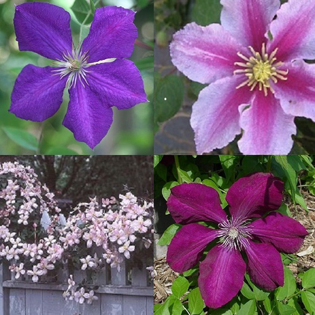 4 x Clematis Klimplanten Mix: 4 halen, 3 betalen! - Rood, Blauw en Roze - Bloei van Mei tot Oktober - Clematis Montana Rubens, Piilu, Jackmanii, en Rouge Cardinal - Meerjarig klimplanten en Winterharde tuinplanten | 4 x 1,5 liter pot