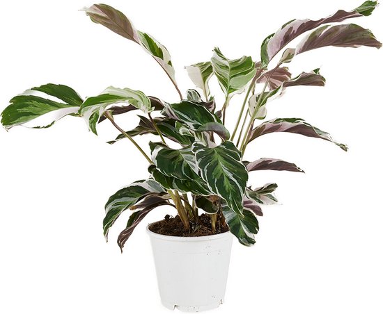 Calathea kopen