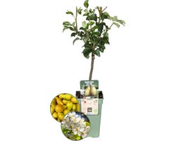 Biologische Perenboom Pyrus - 1 x Ø 20 cm - ↨ 60 cm