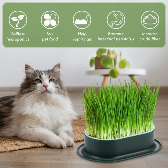 Kattengras