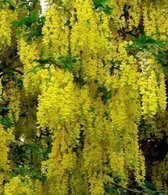 Cytise quoi. 'Vossii' - Cytise bâtarde, Cytise à grandes fleurs, circonférence du tronc 6/8 cm - Tronc haut en pot