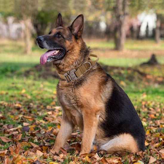 Collier tactique pour chien avec poignée réglable pour Chiens de taille moyenne et grande