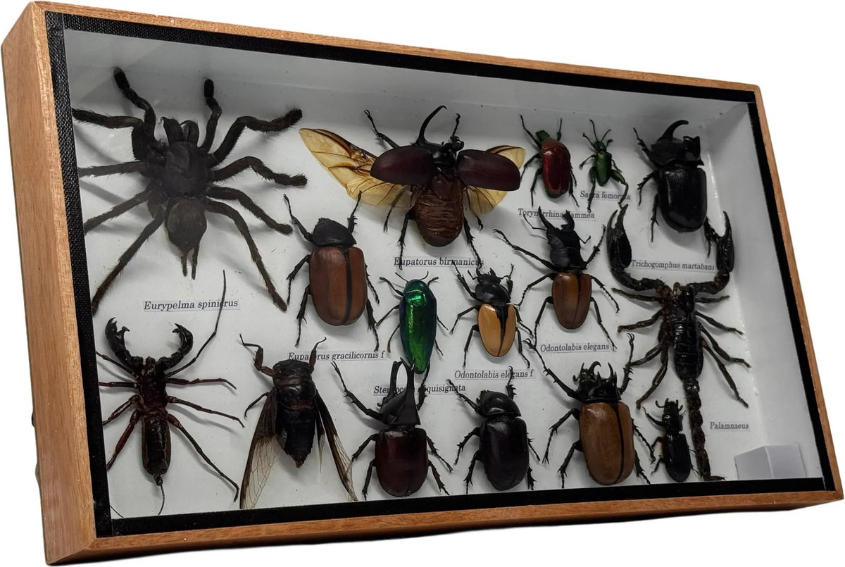 Western Deco - Insecten box Assorti horizontaal - Eupatorus birmanicus – Opgezette Insecten - 36x20 cm - #6