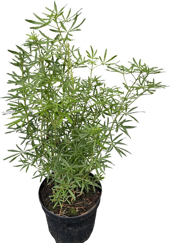 Groendecor Tuinarchitectuur Choisya ternata 'White Dazzler' - Mexicaanse Oranjebloesem