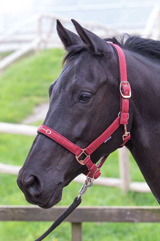 Zwart paard met Harry's Horse halster in bordeauxrood met goudkleurige bitdetails en gespen.