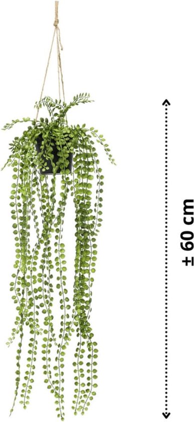 Groene hangplant met kleine, ronde blaadjes, ca. 60 cm lang, hangend aan touw.