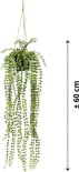 Groene hangplant met kleine, ronde blaadjes, ca. 60 cm lang, hangend aan touw.