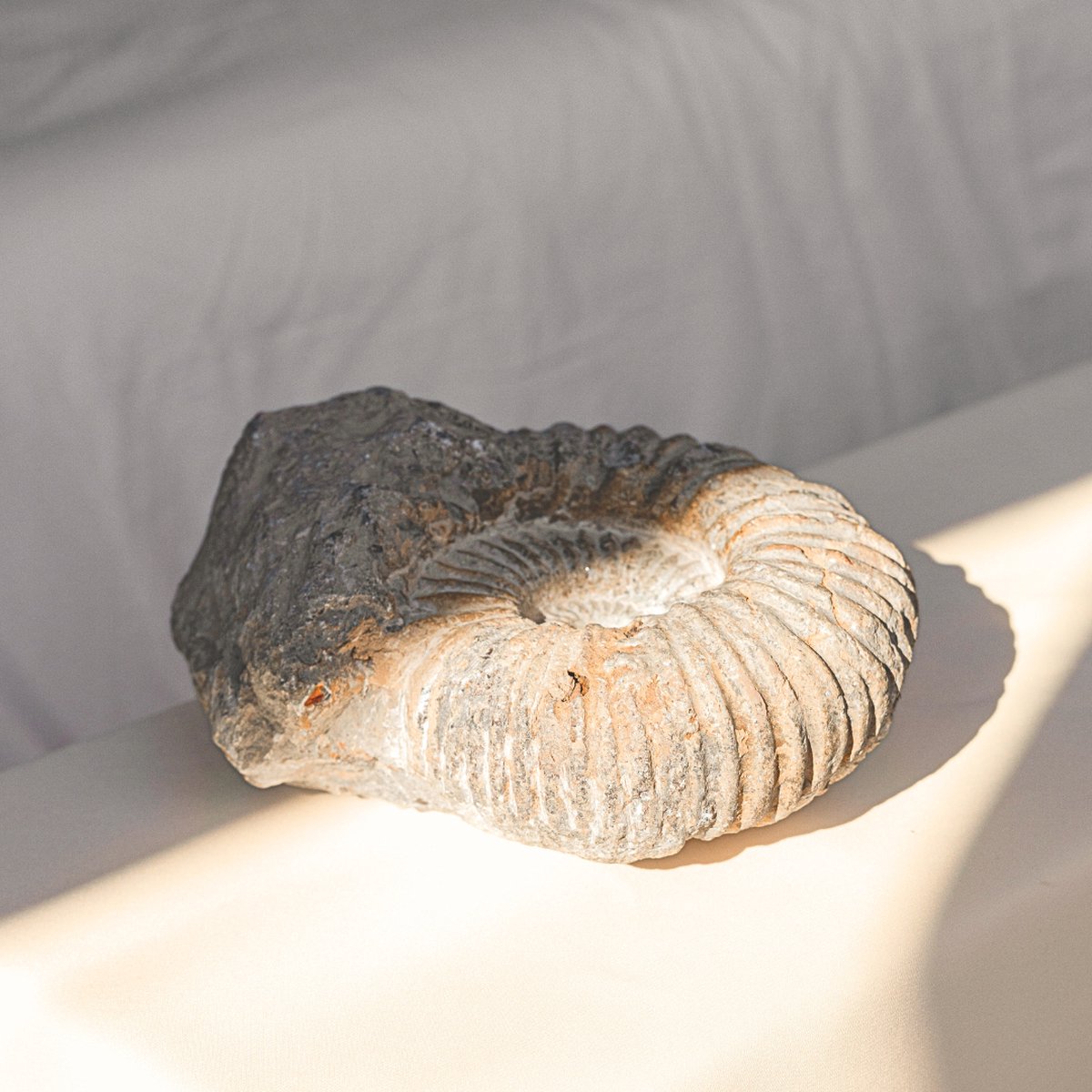 De Fossiele Dwarsdoorsnede Van De Ammoniet Stock Afbeelding - Image of verstard, geologie: 9077045