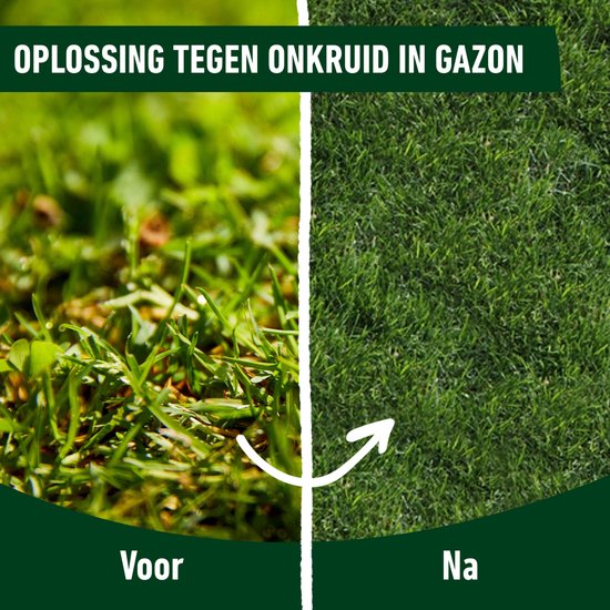 COMPO Gazonmeststof plus Onkruidbestrijder - lange werking 3 maanden - diepgroen gazon in 7 dagen - doos 1,5 kg (50 m²) — afbeelding 3