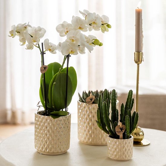 Compagnie des colibris | Set de plantes Star Fish petit | Orchidée Phalaenopsis Witte