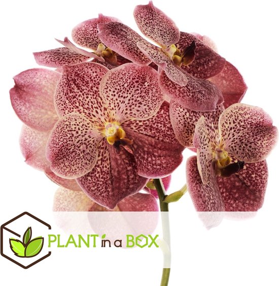 Orchidée Vanda Parfumée - Semis Hybride Rare, Choix De Couleur (Jaune-Brun, Peach, Yellow Sun), Racines Nues Ou En Pot