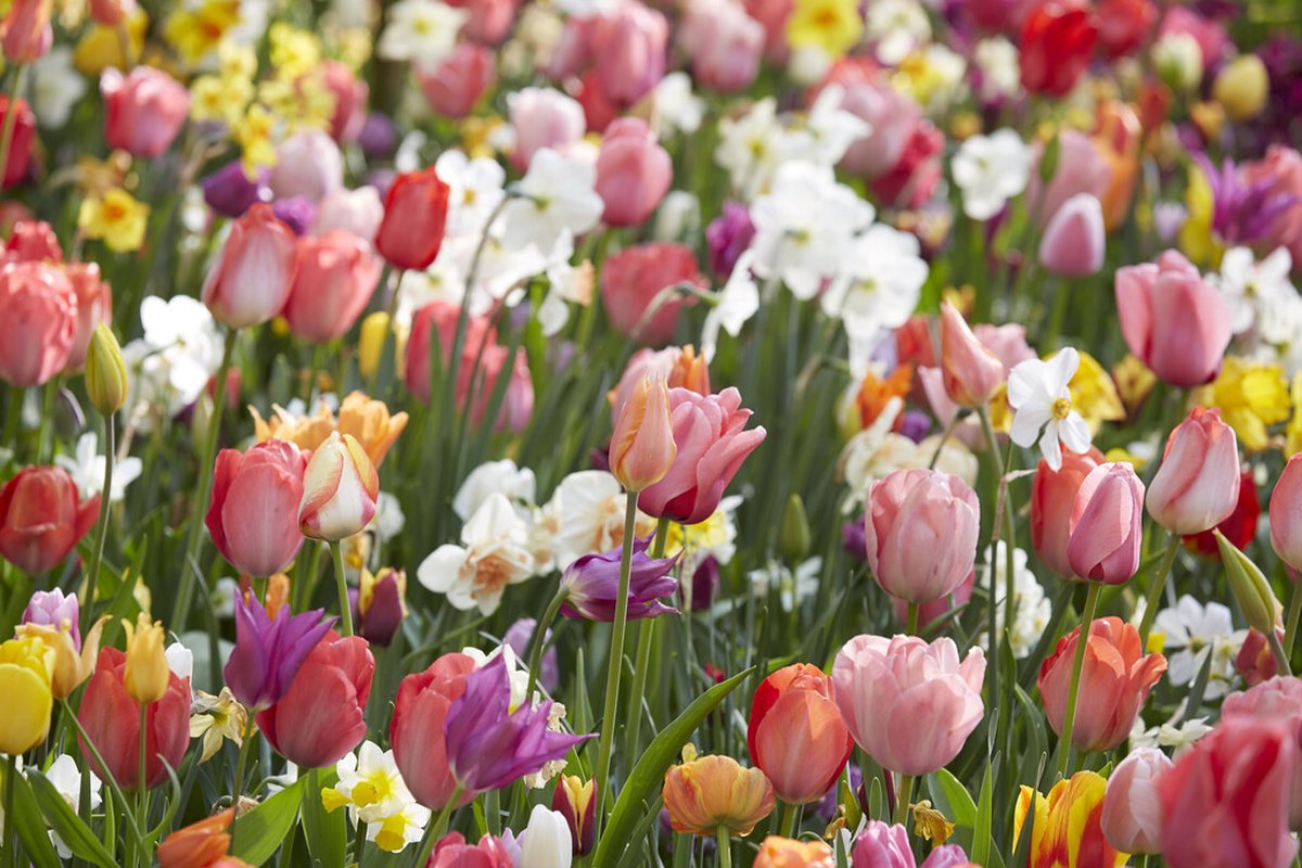Bulbs by Brenda | Bloembollen surprise pakket 50 stuks | tulpenbollen | narcissen | crocus | sierui