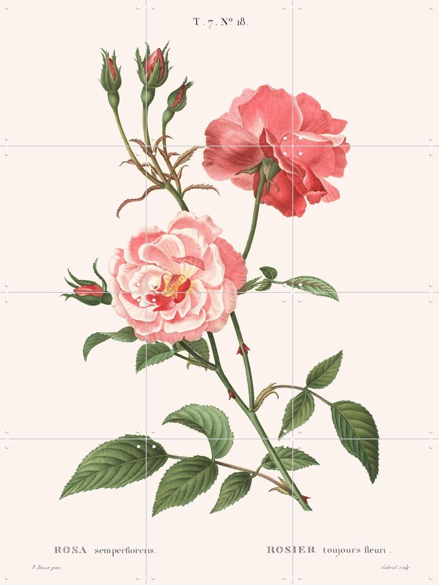IXXI Rosa Semperflorens, Aster Edition - 60 x 80 cm - Gratis ophangtool - Grote wanddecoratie en posters - Illustraties, Vintage, Naturalisme