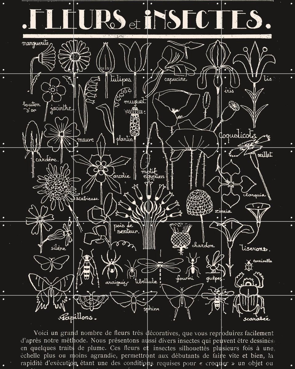 IXXI Fleurs et Insectes, Aster Edition - 80 x 100 cm - Gratis ophangtool - Grote wanddecoratie en posters - Illustraties, Vintage, Line art