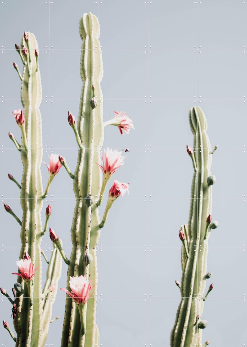 IXXI Cerus Cactus Flowers, Ingrid Beddoes - 100 x 140 cm - Gratis ophangtool - Grote wanddecoratie en posters - Fotografie, Woonkamer, Slaapkamer