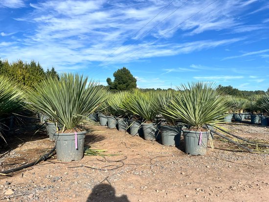 Yucca Rostrata blauwgroene planten in grijze potten met roze lint, met bomen op de achtergrond.