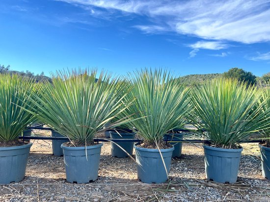 Rijen Yucca Rostrata blauwgroene planten in grijze potten onder een blauwe hemel met wolken.