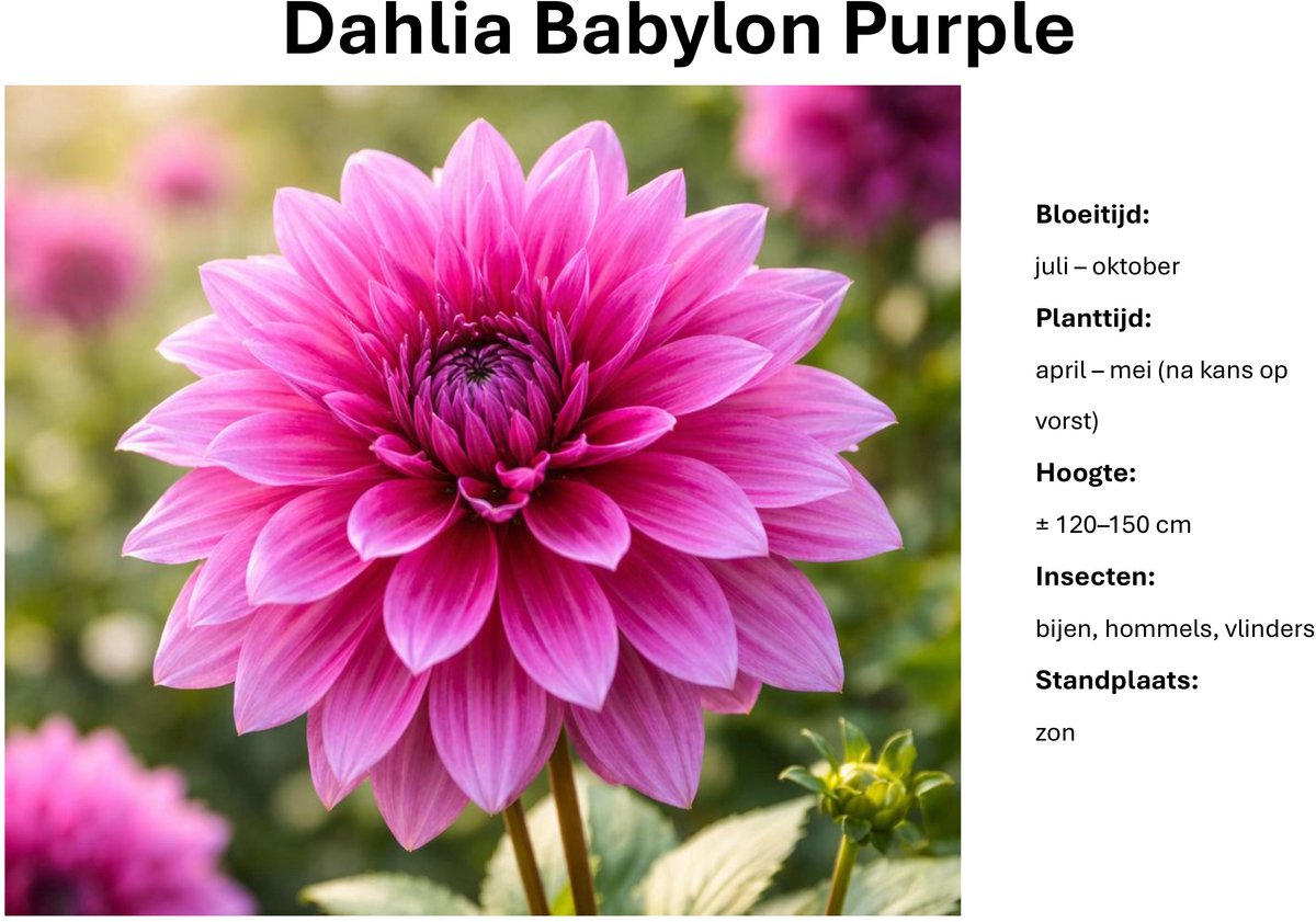 Dahlia knollen - Dahlia Babylon purple - Paarse Dahlia - 3 knollen