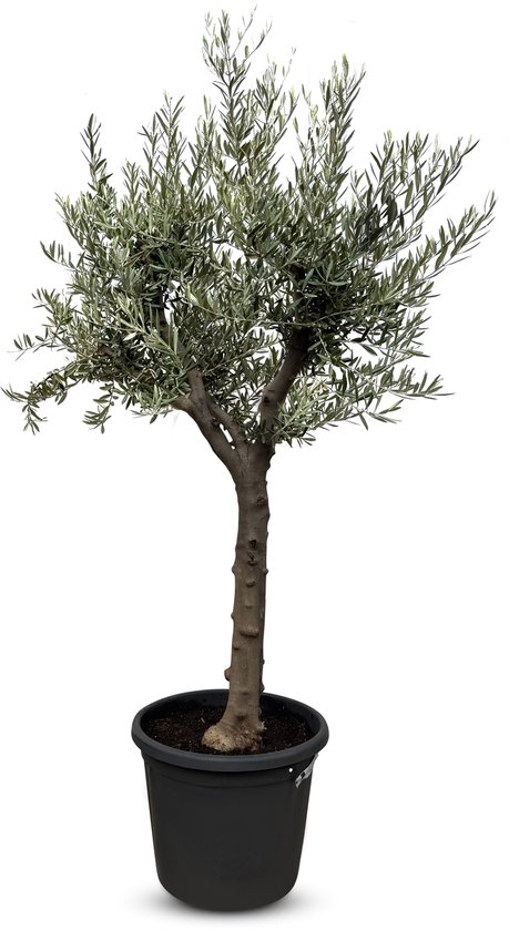 Sunny Tree - Arbre - Olijfboom - Hojiblanca - Feuillage persistant - 30 ans - 170 cm - Ramifié - Rustique