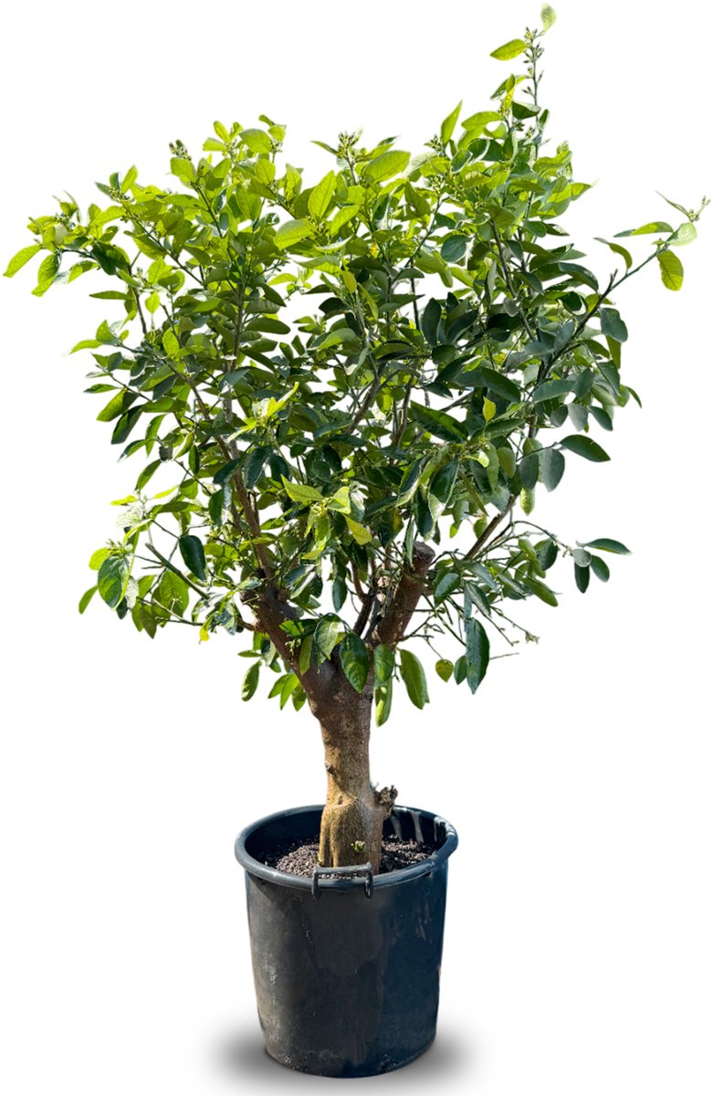 Sunny Tree - Boom - Limoenboom - 20 jaar oude boom - Citrus Latafolia - Citrusplant - Fruitboom - 180 centimeter