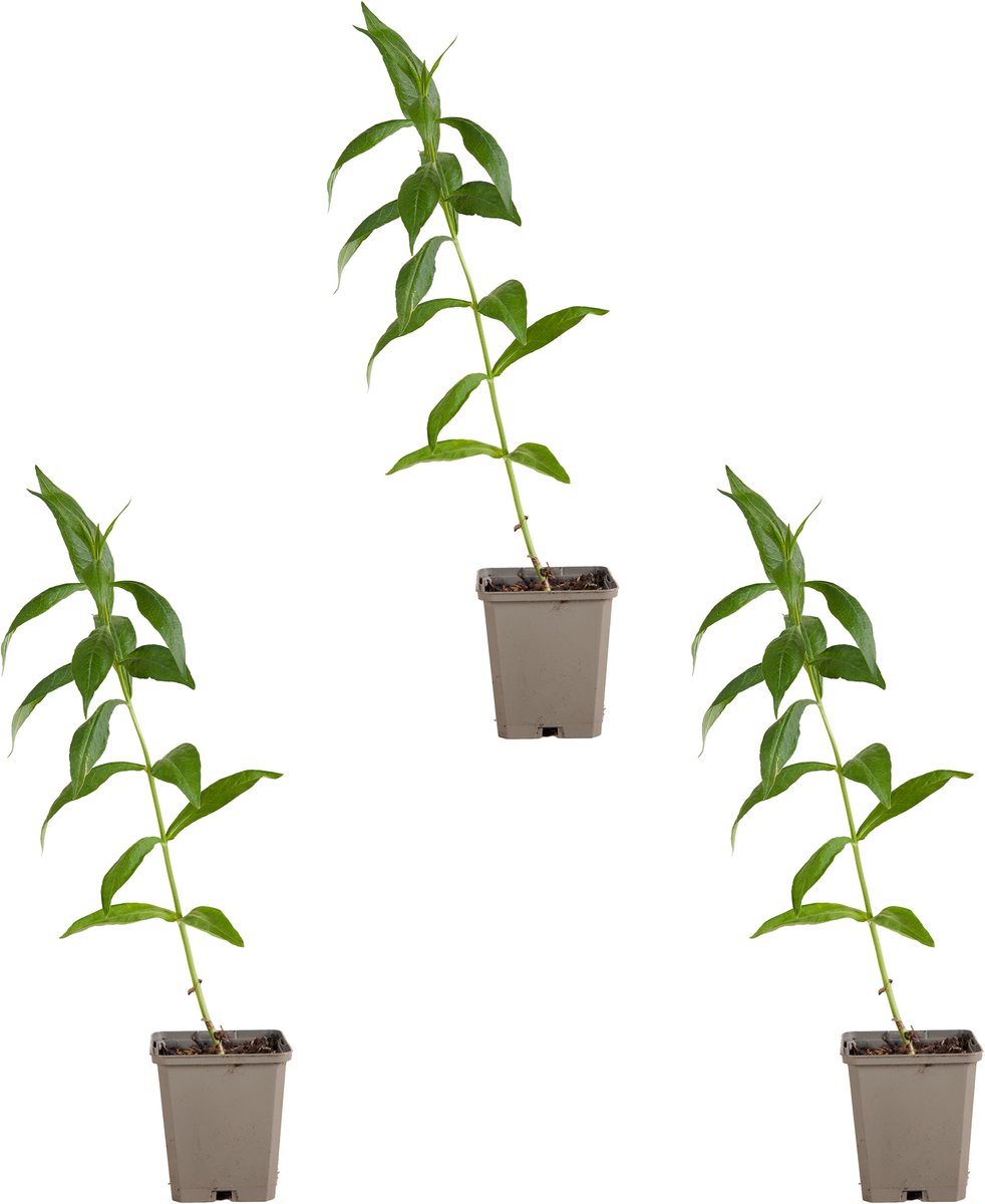 Bloomique - Set van 3 - Phlox ‘David’ - Vlambloem - Winterhard - Vaste Plant - Wit bloeiend - Wintergroen - Hoogte 10-20 cm - Pot 9 cm