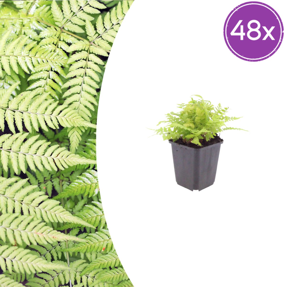 48 Stuks Mannetjesvaren, Frisgroene Winterharde Varen, Dryopteris filix-mas - 10-25cm - Ø9cm