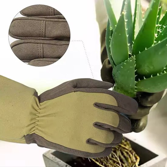 Een beige tuinhandschoen met grijze vingers pakt een groene aloë vera plant op.