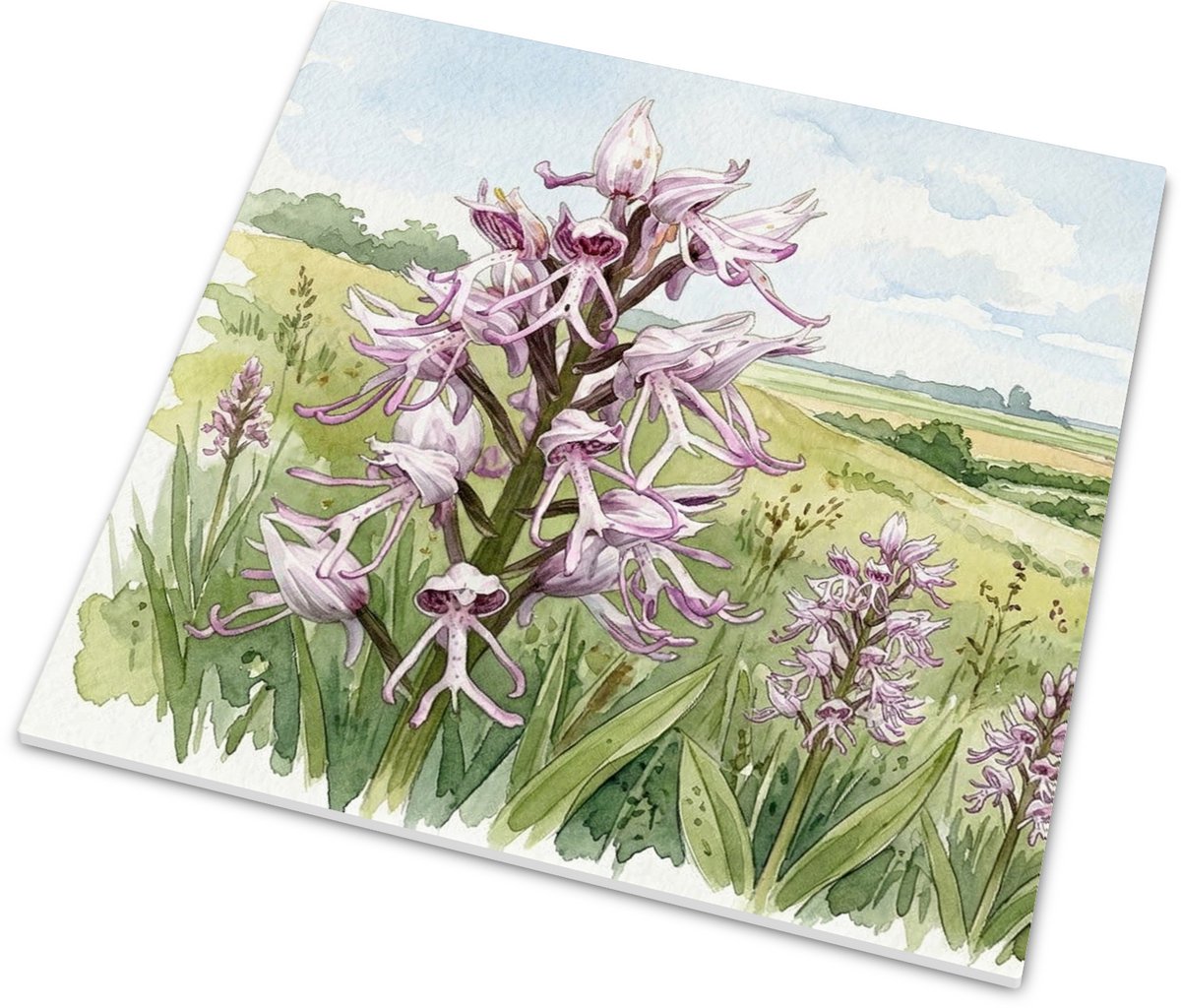 Aquarel Series Aapjesorchis Orchis simia Bloemen illustratie - Glanzend tegeltje met botan