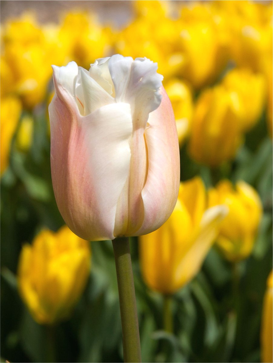 20x Tulpen 'Apricot pride' - BULBi® Bloembollen met bloeigarantie
