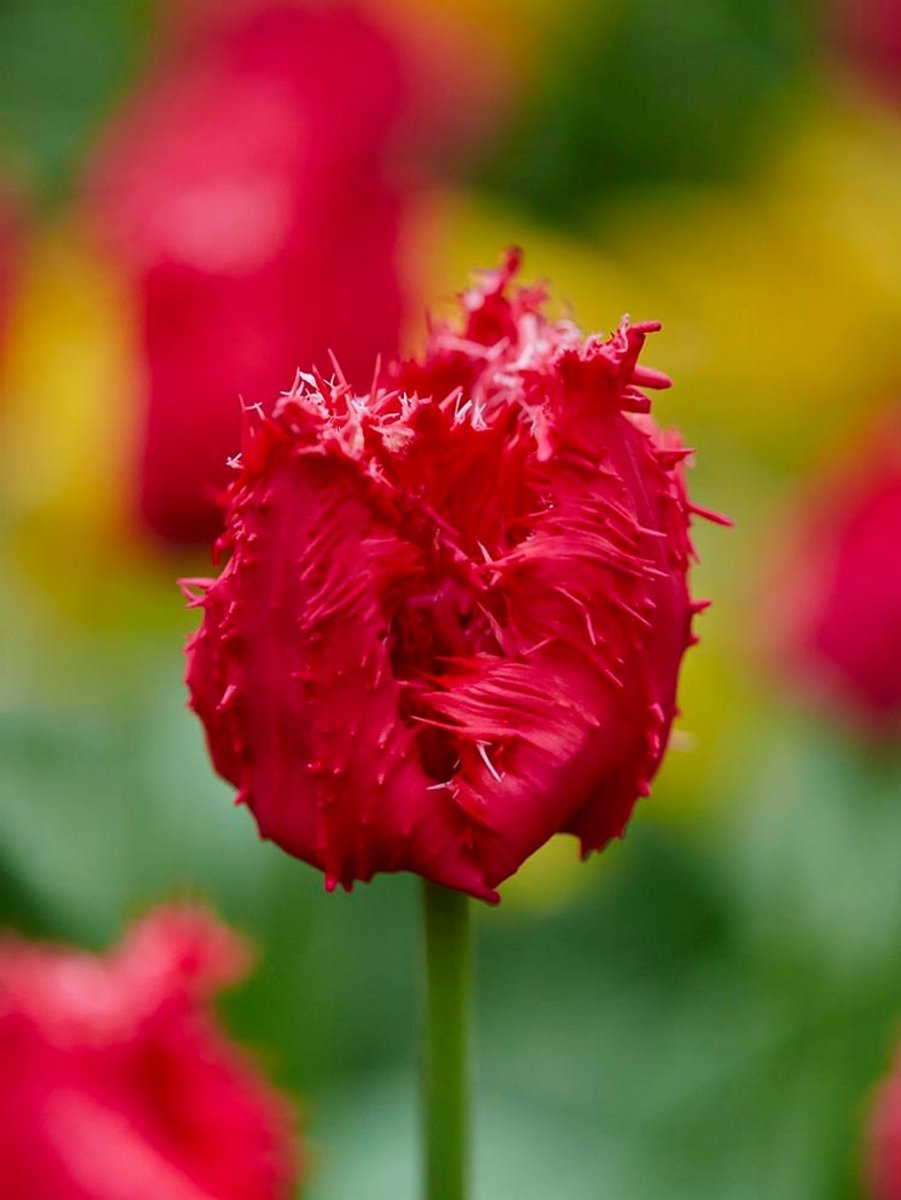 12x Tulpen 'Barbados' - BULBi® Bloembollen met bloeigarantie
