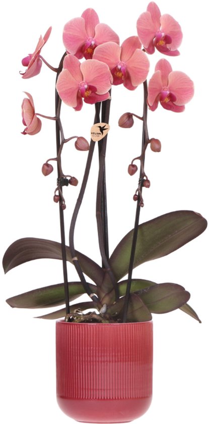 Kolibri Orchids | Narbonne Niagara Falls orchidee + Flare pot rood – potmaat Ø12 cm | bloeiende kamerplant – vers van de kweker