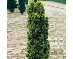 Plants Online BV - Planten - Haagplanten - Coniferen - Tuinplanten - Sier coniferen - Set van 3 - Taxus baccata 'Fastigiata'