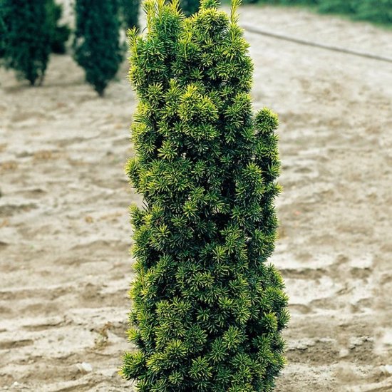 Plants Online BV - Planten - Haagplanten - Coniferen - Tuinplanten - Sier coniferen - Set van 3 - Taxus baccata 'Fastigiata'