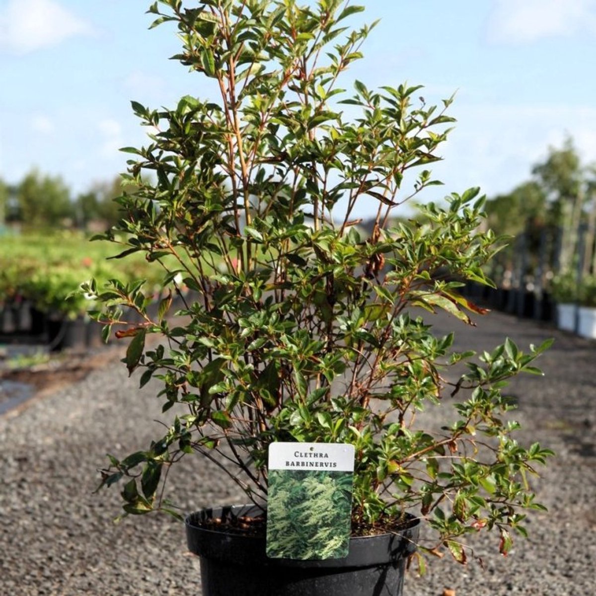 Plants Online BV - Planten - Tuinplanten - Heesters - Set van 1 - Clethra barbinervis