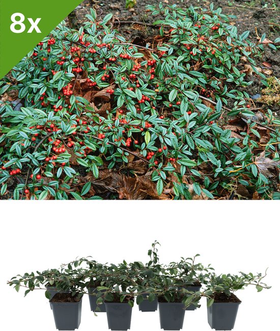 GARDENZO - Cotoneaster dammeri (Dwergmispel) set van 8 bodembedekkers voor 1 m2