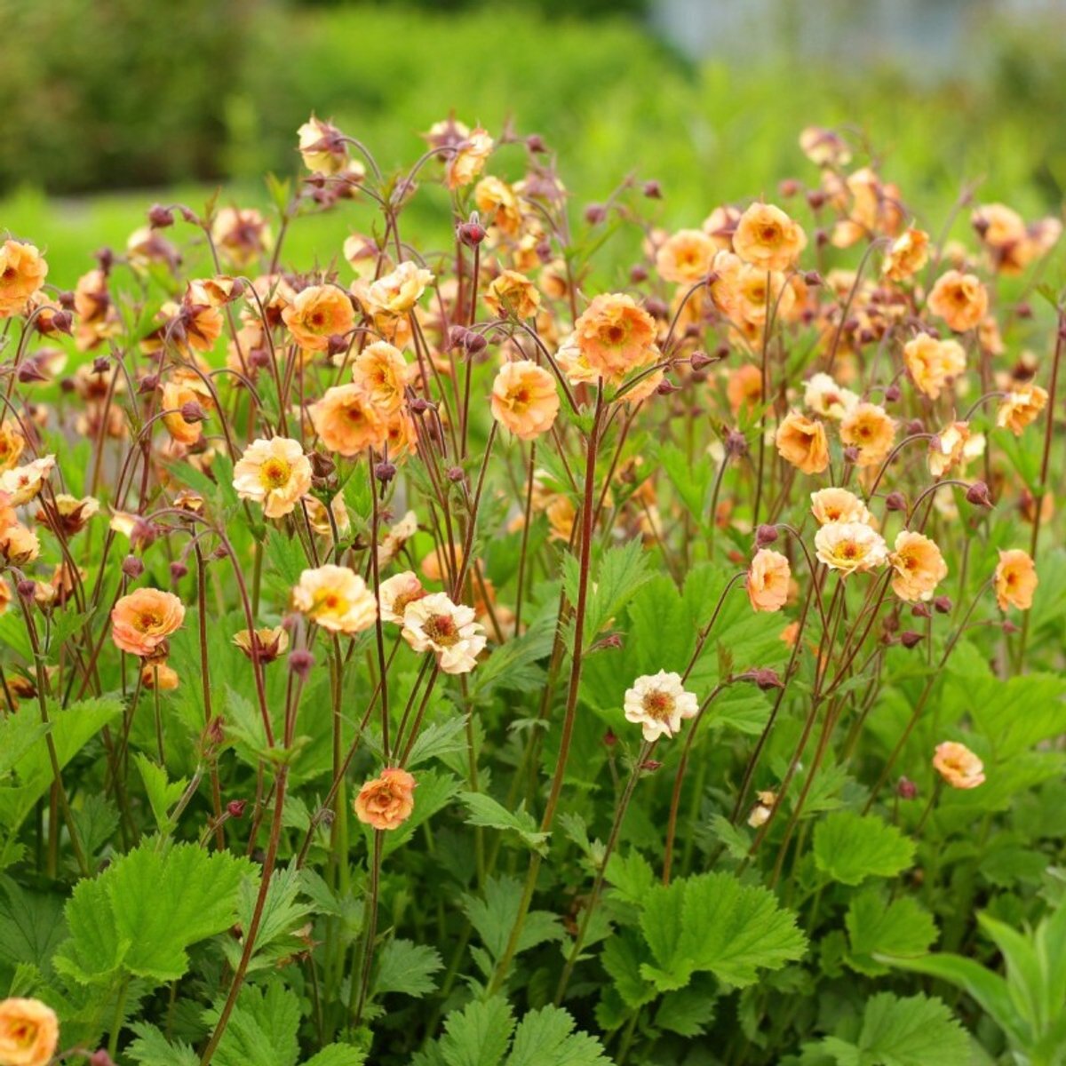 12 x Geum hybride 'Mai Tai' - Nagelkruid in 9x9 pot met hoogte 0-10 cm