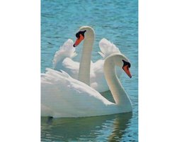 Een blanco kaart met een afbeelding van zwanen in het water. Leuk om te geven aan mensen die van zwanen houden. Een dubbele wenskaart inclusief envelop en in folie verpakt.