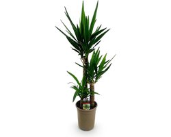 Grote Kamerplant Yucca Palm-achtig met Groene Palmtakken - Weinig Onderhoud