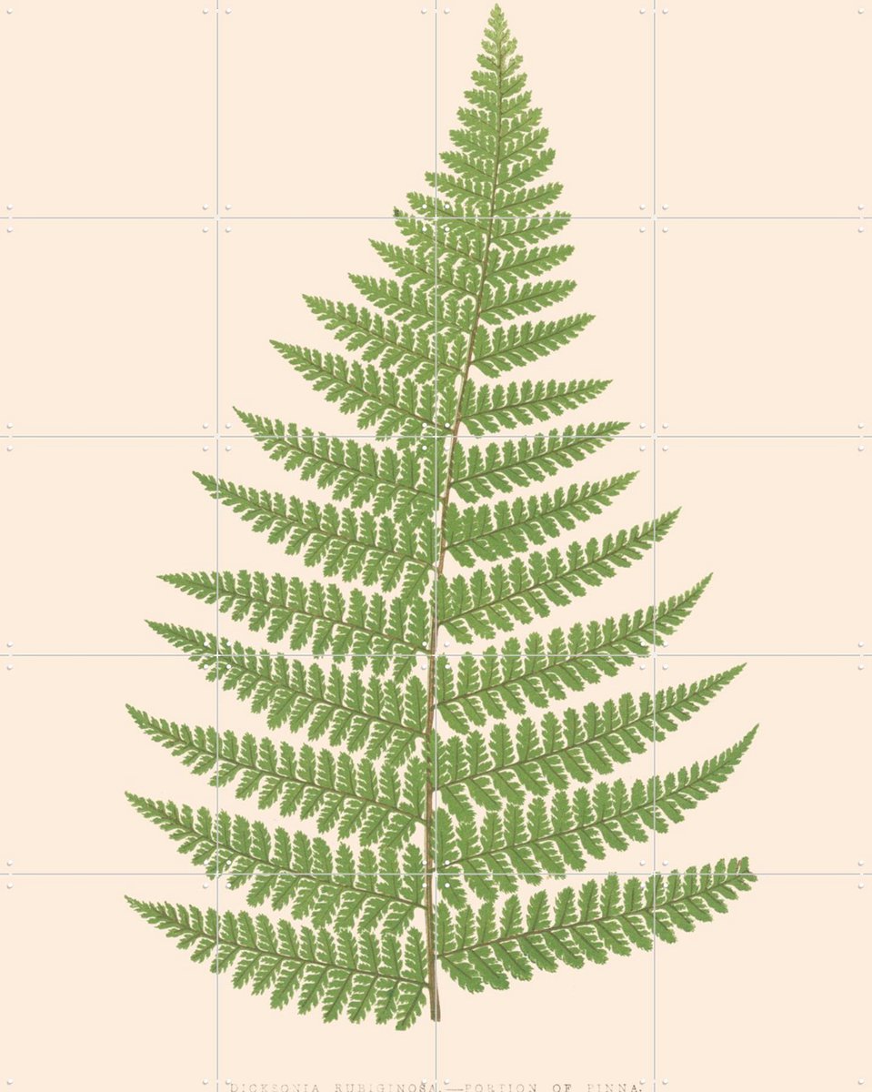 IXXI Dicksonia Rubuginosa, Aster Edition - 80 x 100 cm - Gratis ophangtool - Grote wanddecoratie en posters - Illustraties, Naturalisme, Vintage